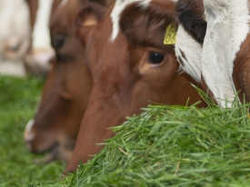 Cows & grass