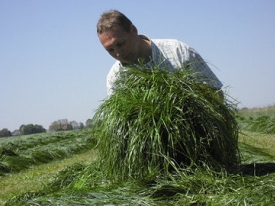 Grass
