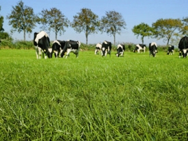 Cows & grass