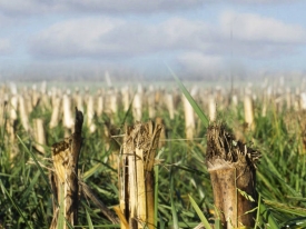 Header efterafgrøde