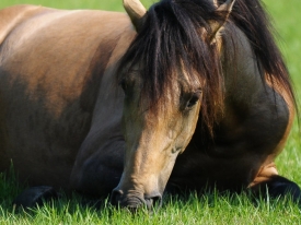 Header portal slide _horse master liggende hest