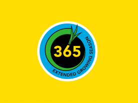 365 Teaser