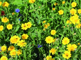 PVM Mengsel fleurig braak