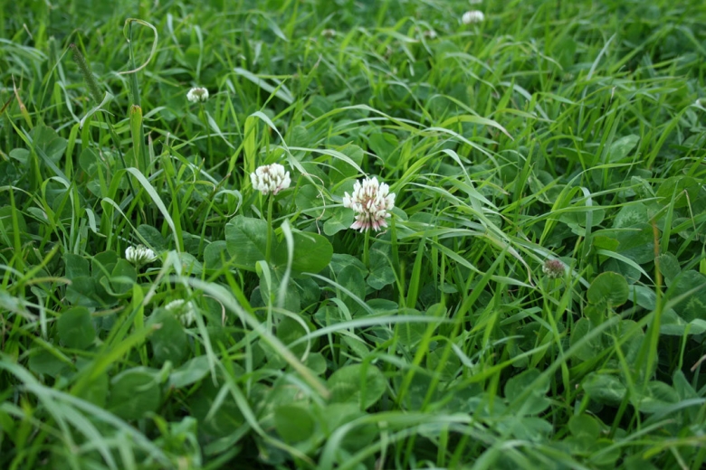 Grass