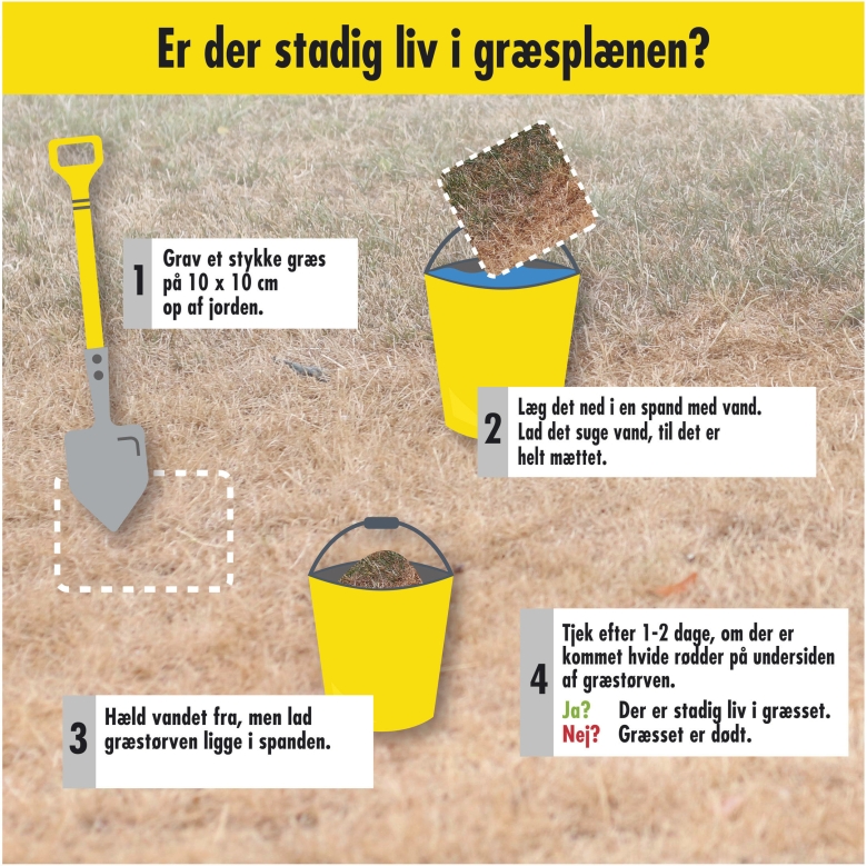 Grass