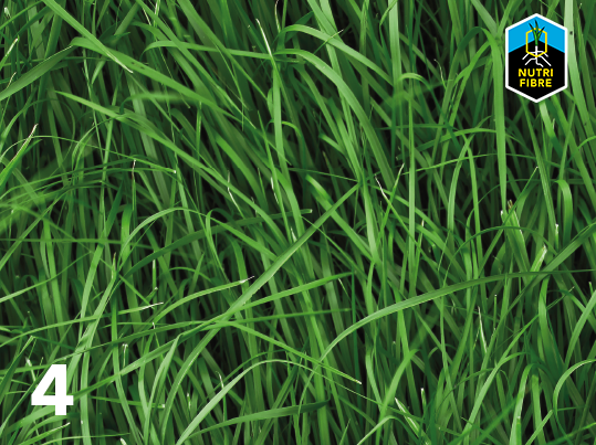 Grass