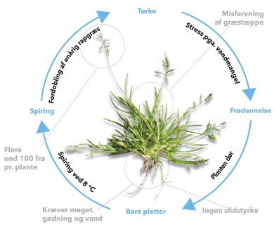 Grass