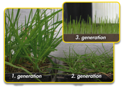 Grass