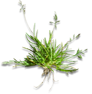 Gadegræs - Poa - annua - plante