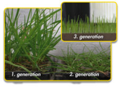 Grass