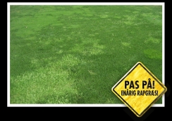 IMAGE - DK - Poa nunna