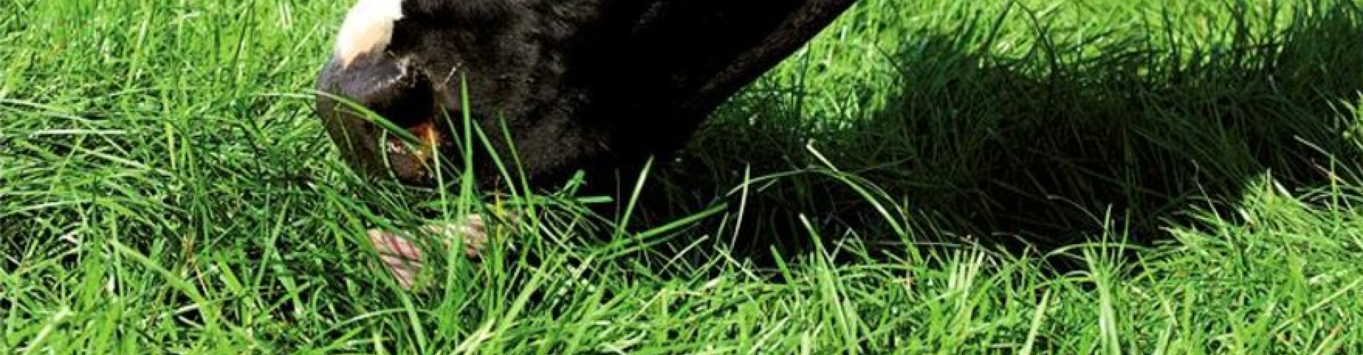 Cow & grass