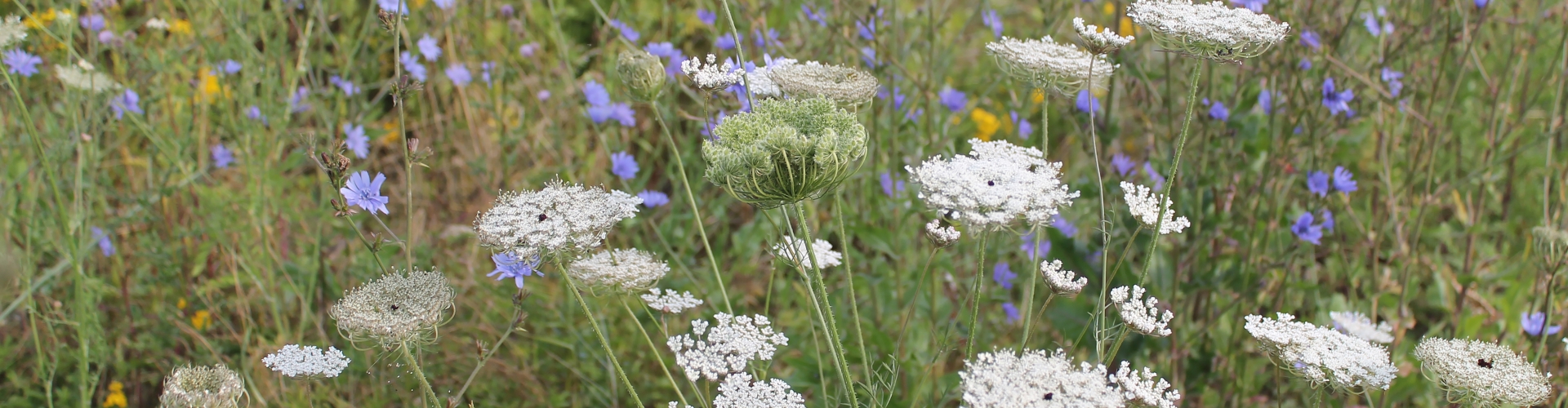 Barenbrug Biodiversity Wildflowers