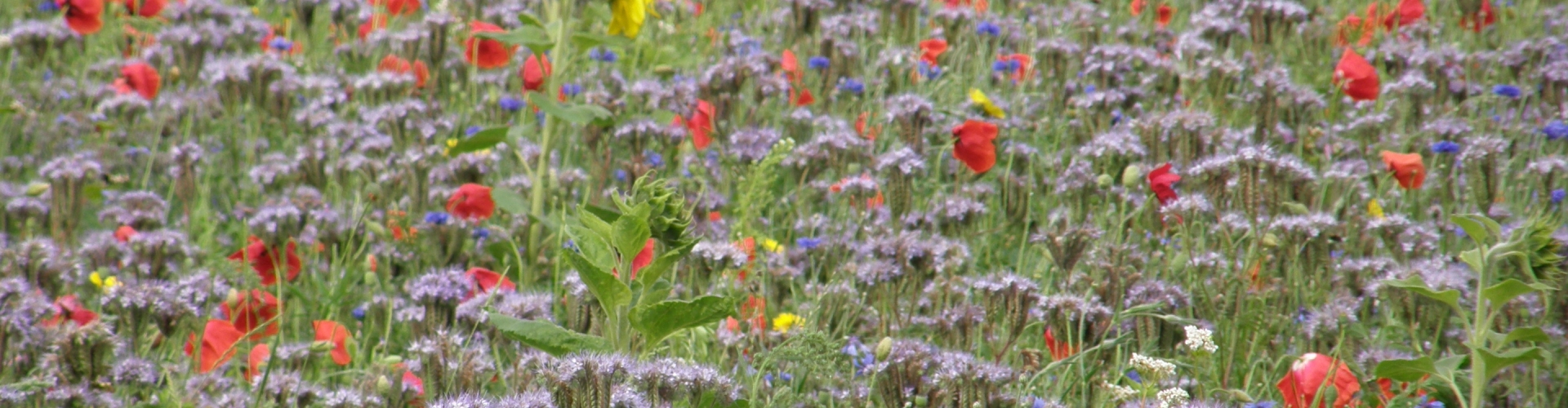 Barenbrug Countryside Flowers