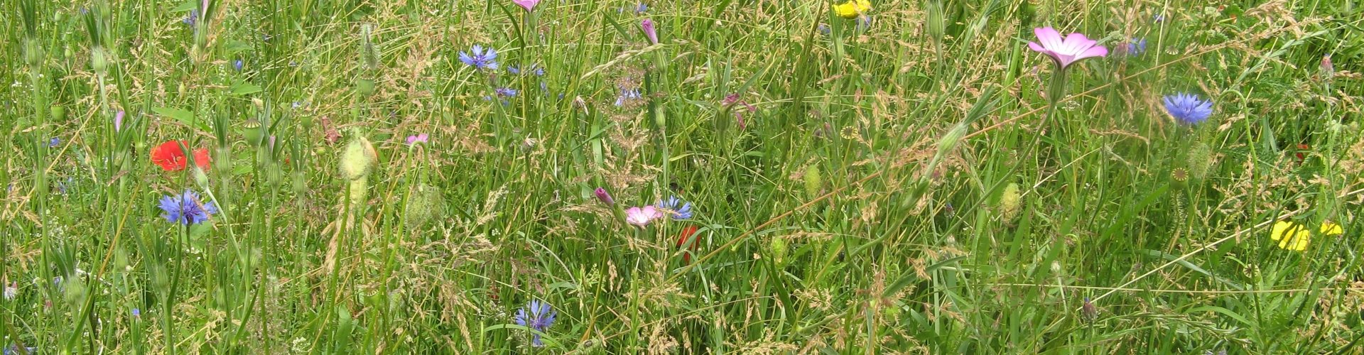Barenbrug Roadside Wildflowers