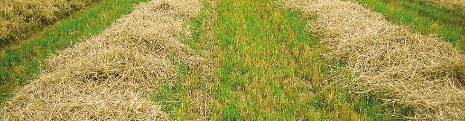 Grass