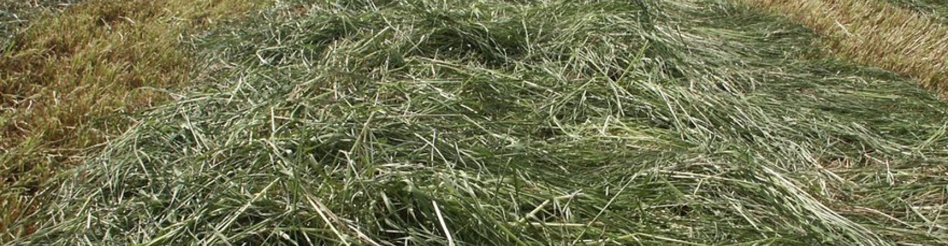 Grass