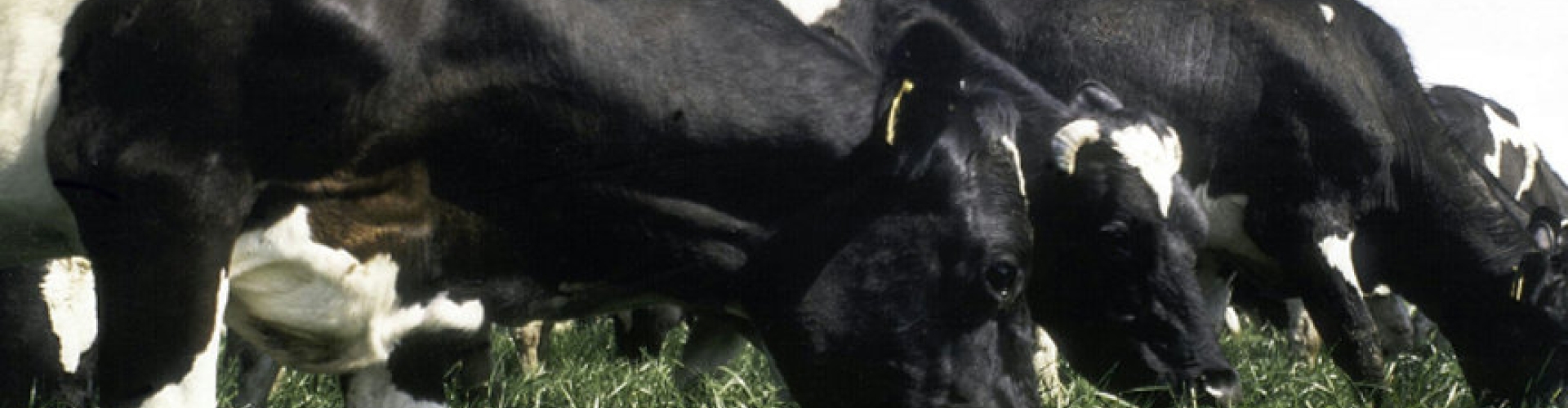 Cows & grass