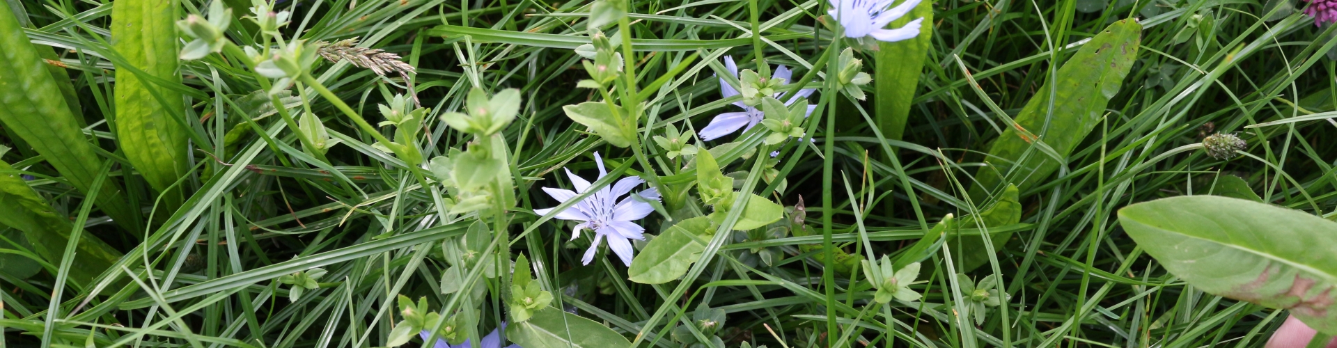 Barenbrug Multi-species grassland