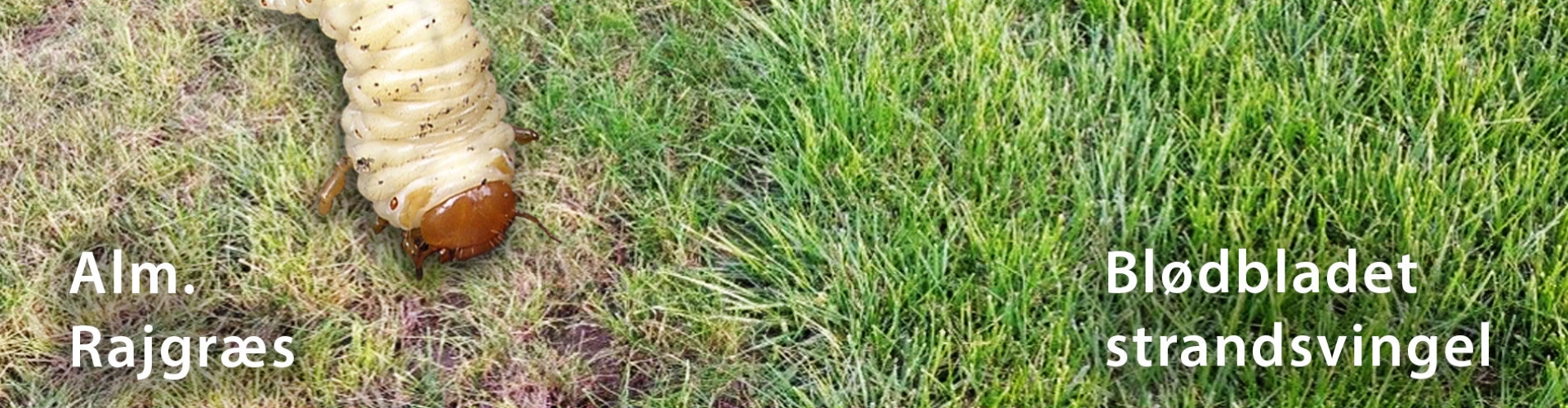 Grass
