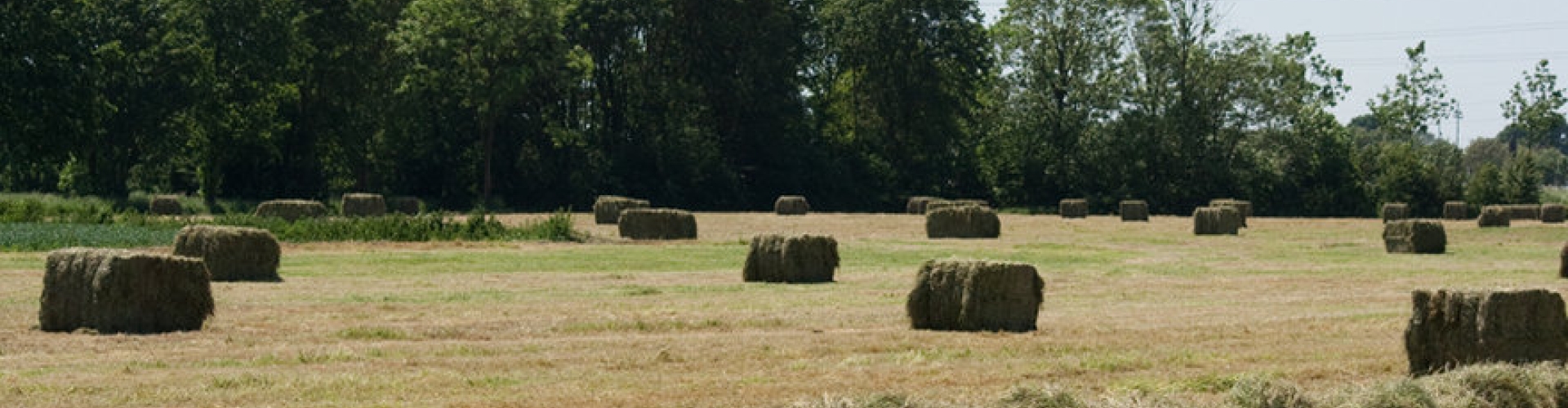 masterhay