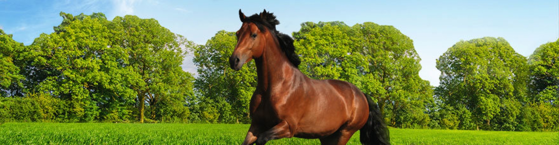 horsemaster img