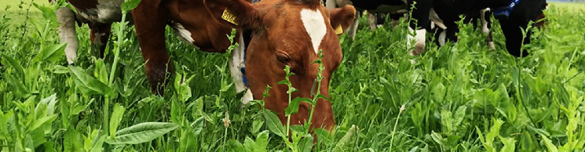 Cows & grass