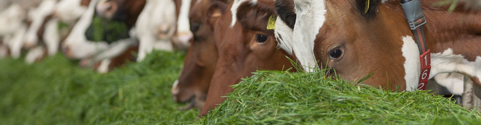 Cows & grass