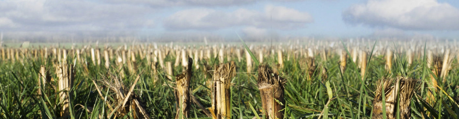 Header efterafgrøde