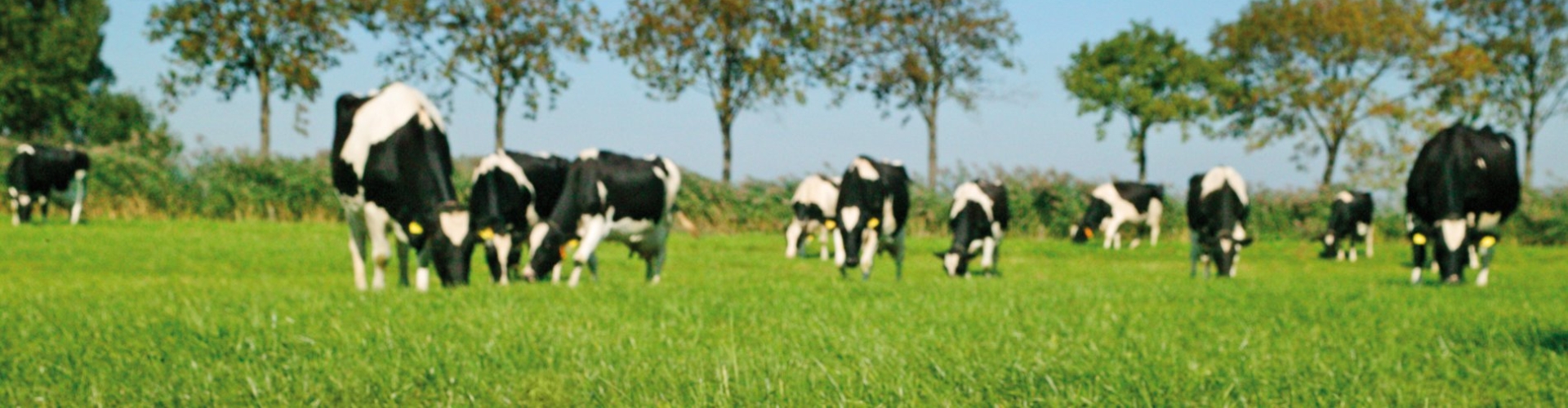 Header stor_GS_Intensiv_græsning
