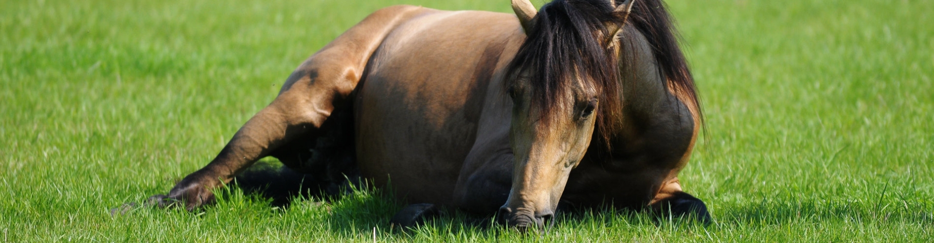 Header portal slide _horse master liggende hest