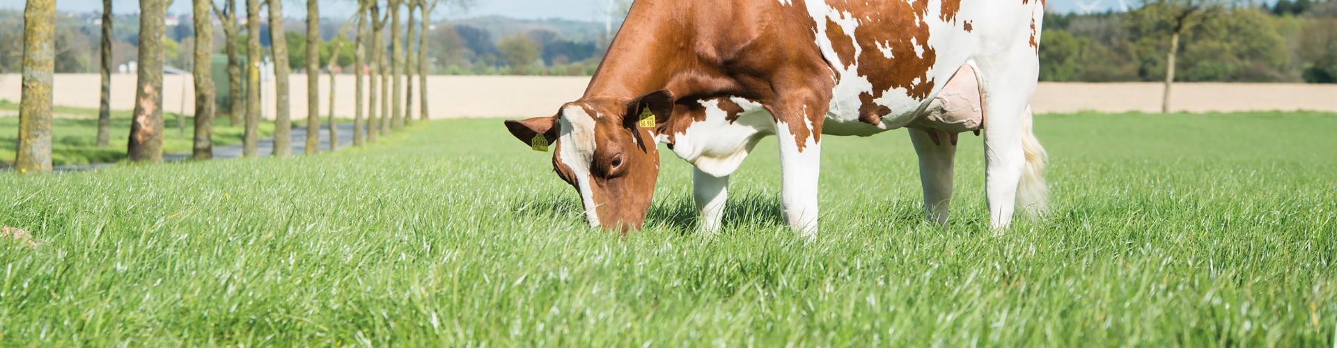 Giver sundere dyr