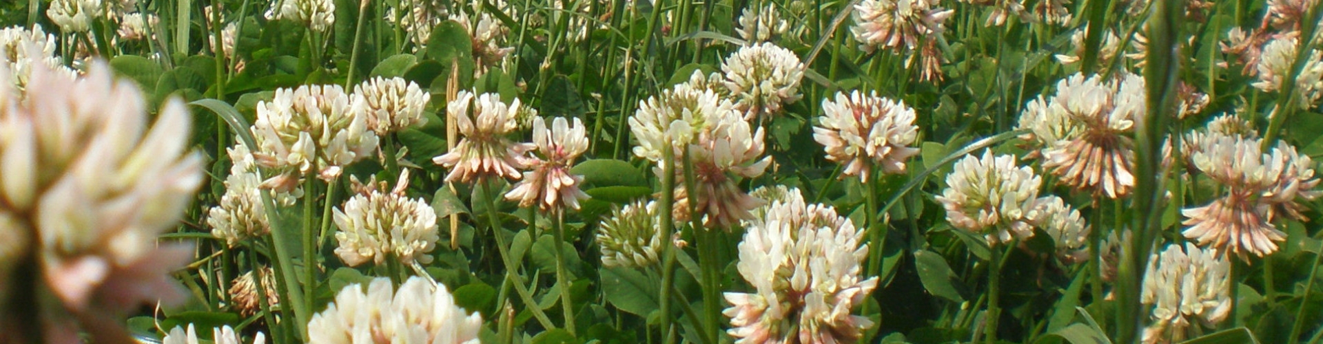 Header_kløver