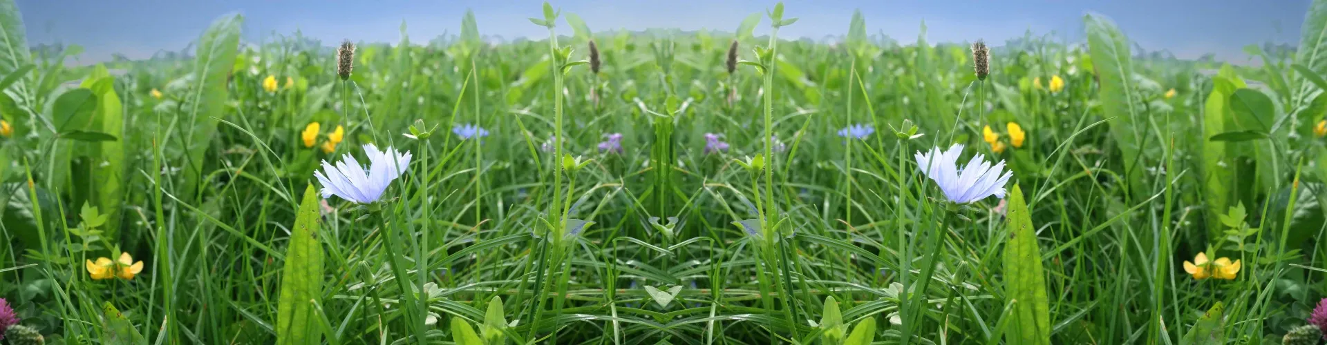 Nutriherb header