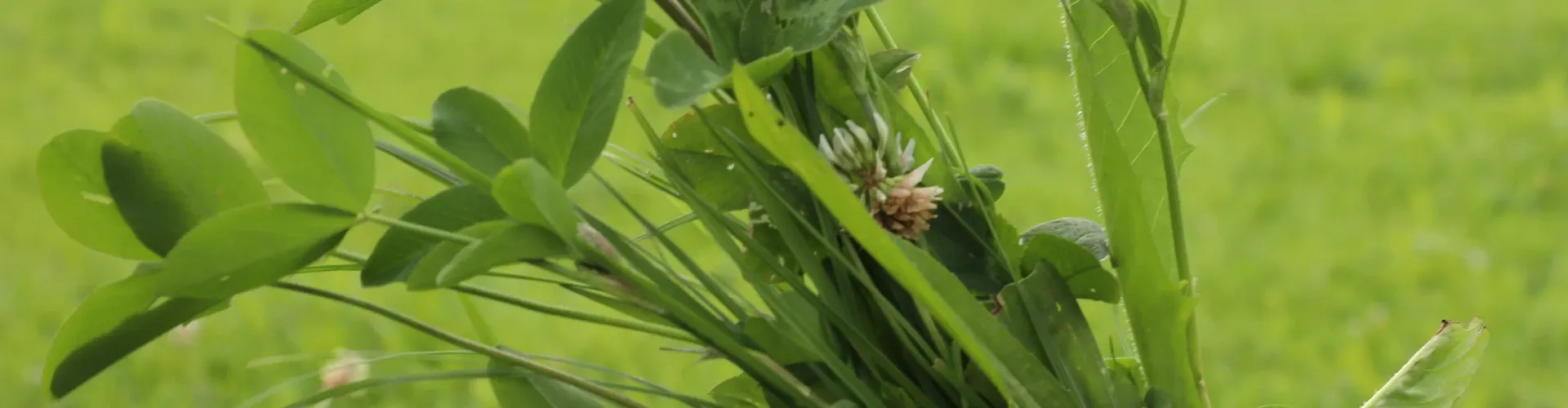 Nutriherb Essence header