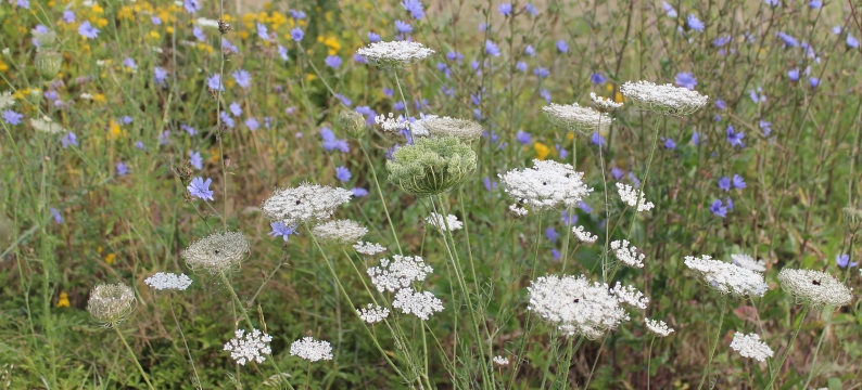 Barenbrug Biodiversity Wildflowers