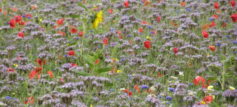 Barenbrug Countryside Flowers
