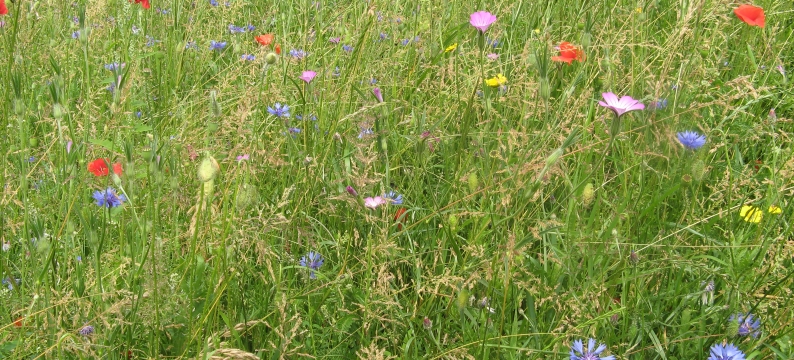 Barenbrug Roadside Wildflowers