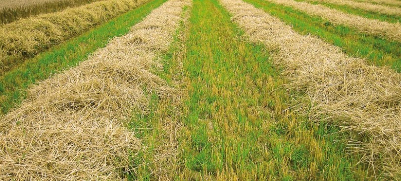 Grass
