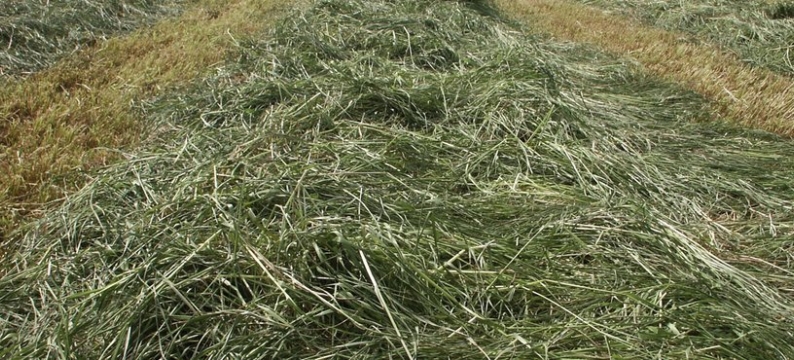 Grass