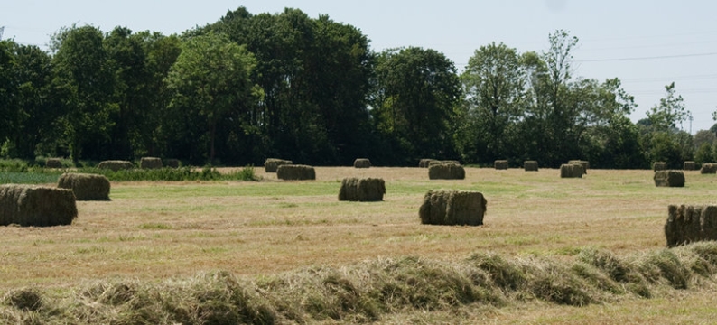 masterhay