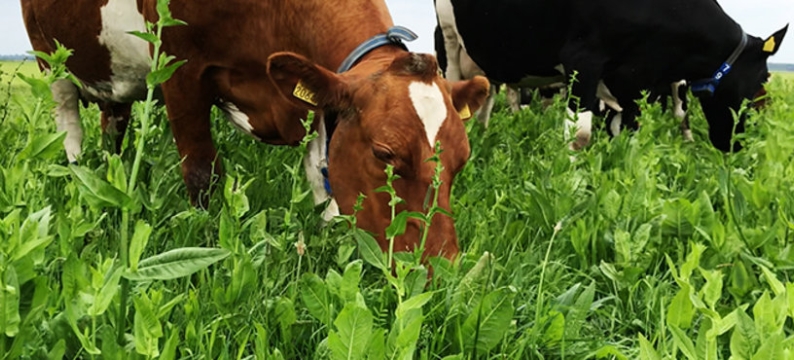 Cows & grass