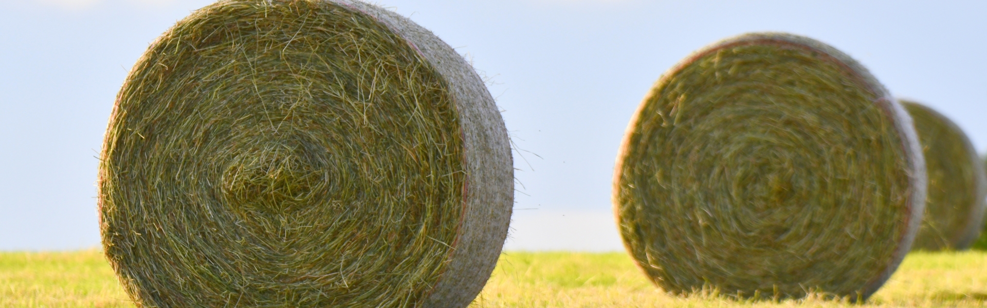 Header image
