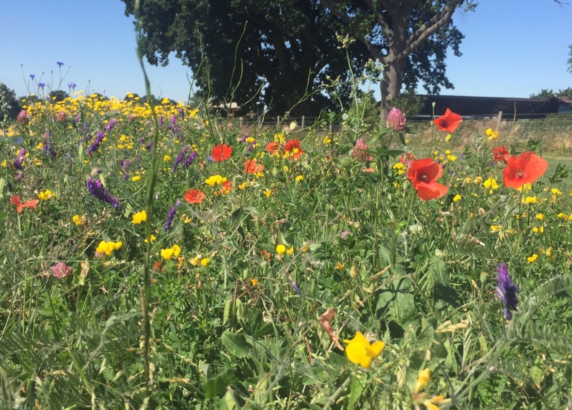 Cropvale  Cropvale